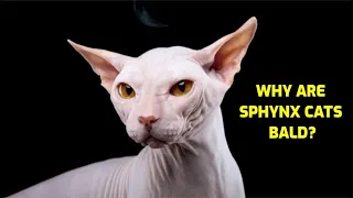 Why Do Sphynx Cats Not Have Hair?