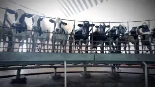 The world of Pride of Cows