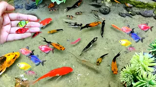 finding  colourful ornamental fish koi fish Koki fish catfish betta fish Molly fish, Fish video