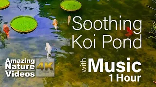 Beautiful Koi Fish Pond with Soothing Music | Nature Relaxation Music For Stress Relief