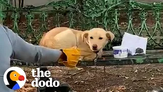 Dog Found Tied To Bench With A Note Asking Someone To Adopt Him | The Dodo