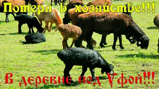 ПОТЕРЯ В ХОЗЯЙСТВЕ!!! #эдильбаевская #овца #ягнёнок #баран