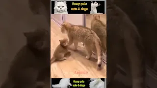 Best Funny Animal Videos Of The 2023 🤣 - Funniest Cats And Dogs Videos 😺😍😂🐶 Funny cat & dog videos 😍