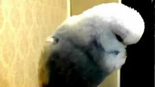 Снежок - говорящий попугай