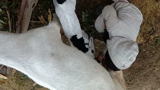 Goats and boy drinking milk January 2 /2021