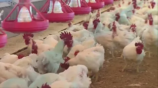 Ohio farmers on alert as bird flu spreads in nearby states