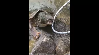 Snapping turtle biting metal bar