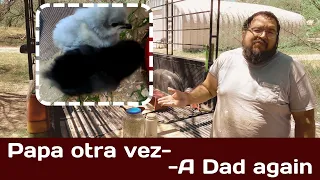 ep332 Papa otra vez, A dad again. Sonoran Desert Homesteading.