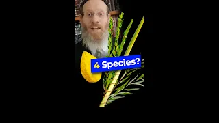 Secret behind the 4 Species for Sukkot #shorts