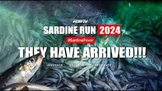 The Sardines have ARRIVED | Sardine Run Update | 07 June 2024 | ASFN Sardine Run