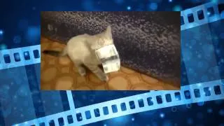 Котик воришка. Котэ отжигает. Смешные животные. Cat thief. Kote annealed. Funny animals