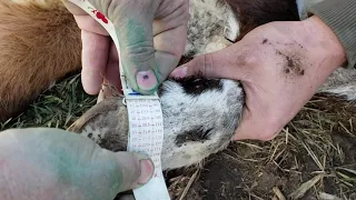 Tagging and weighing calves