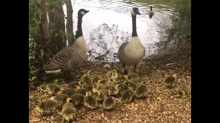 HUMONGOUS Goose creche of 25 goslings at Frankie's lake!