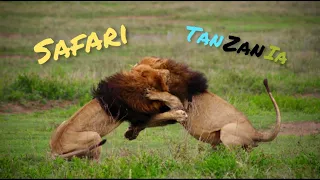 Safari - Tanzania 2022