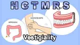 How Creationism Taught Me Real Science 104 Vestigiality