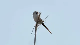 Фотоохота на юге России. Wildlife. Birdwatching