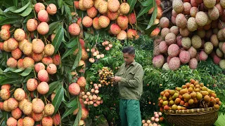 Gardening, taking care of pigs chickens, harvesting lychees bringing them to the market to sell Ep31