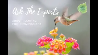 Ask the Experts about Planting for Hummingbirds