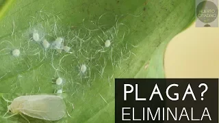 ELIMINA EN UN DÍA LA MOSCA BLANCA||100% ECOLÓGICO