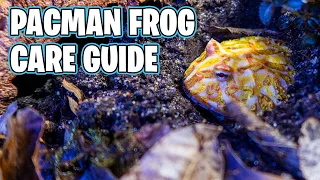 PACMAN FROG CARE! How to Take Care of a Pacman Frog