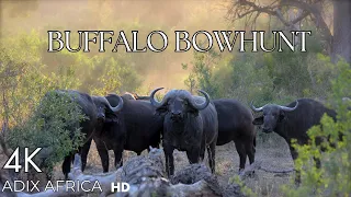 ‼️BUFFALO BOW HUNT!! - Updated‼️