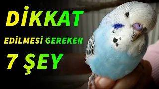 Muhabbet Kuşu alırken Dikkat Edilmesi Gereken 7 şey