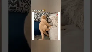 funny dog | adorable baby dog #shorts #tiktok #bts #youtube #shortsvideo #shortvideo #short #videos