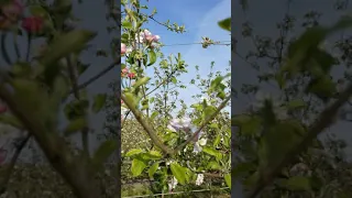 2021 Apple Blossoms with a Honey Bee 🐝