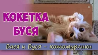 Кокетка Буся. Ласковая кошка играет. Нежная кошечка