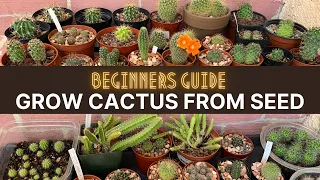 How to Grow Cactus from Seed (A beginners guide) | #cactuscare #cactus