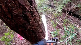 How to wedge a small tree. Method # 3 ( for more advanced saw users)