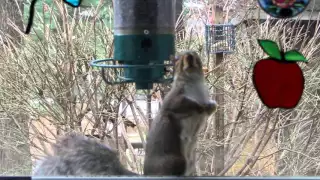 Yankee Flipper vs One Determined Squirrel