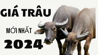 Giá Trâu mới nhất / bản cập nhật Tháng 3 năm 2024.