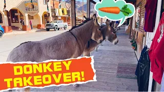 Donkey Invasion! A Route 66 Town Taken Over by Wild Burros