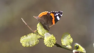 Vanessa atalanta - Babočka Admirál