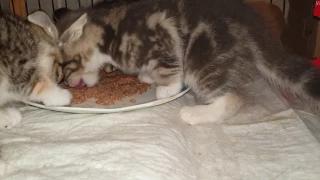 Five Week Old Kittens Eat Wet Food (Weaning)