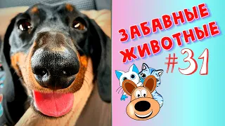 Смешные Животные / Приколы 2020 / Приколы Животные /Приколы с Животными / Лучшие Приколы #31