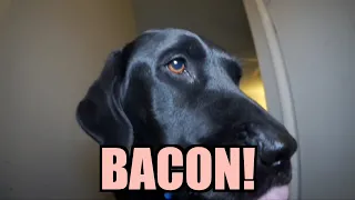 Talking Kitty Cat 27 - BACON!