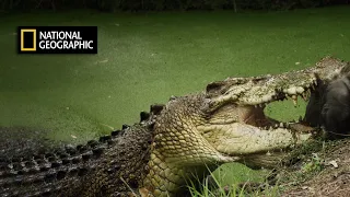 National Geographic I Super Giant Crocodile I Documentary  2020