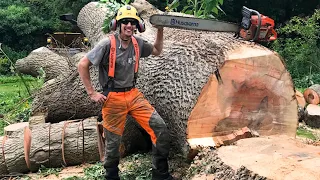 Biggest Tree Cutting Down With Modern Chainsaw Machine Like Husqvarna By Best Excellent Skill