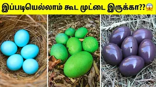பறவைகளின் வித்தியாசமான முட்டைகள் | Unique Eggs In The World | Tamil Amazing Facts | Rare Eggs