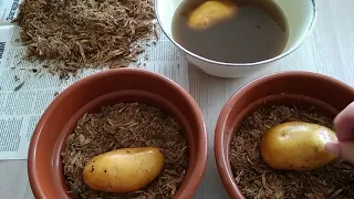 Размножение картофеля.Подготовка ростков