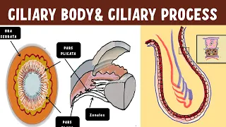 Uveal Anatomy | Ciliary body | Ciliary process ultrastructure