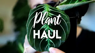 Plant Haul & Leaf Flex!