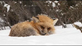 Born Wild - a Glimpse into the snowy Living Room of Foxes, Wolves, Ravens, and Company - Yellowstone