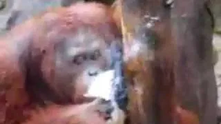 orangutan smoking.