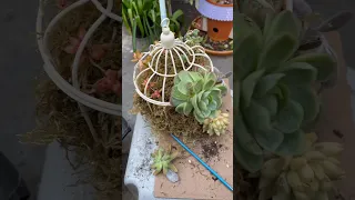 DIY Succulent Birdcage Planter for Beginners #diy #succulents #plants #garden #gardening #birdcage