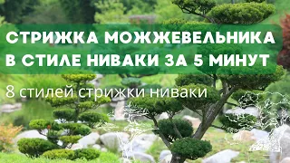 Стрижка ниваки за 5 минут из можжевельника| 8 стилей ниваки