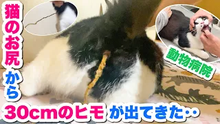 最年少猫のお尻から30㎝超のヒモが出てきたので急遽、動物病院に連れて行きました【誤飲】