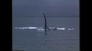 Opening to Free Willy (US VHS; 1993)